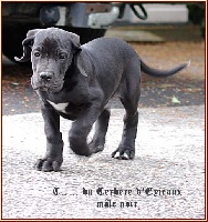 dogue allemand mâle noir