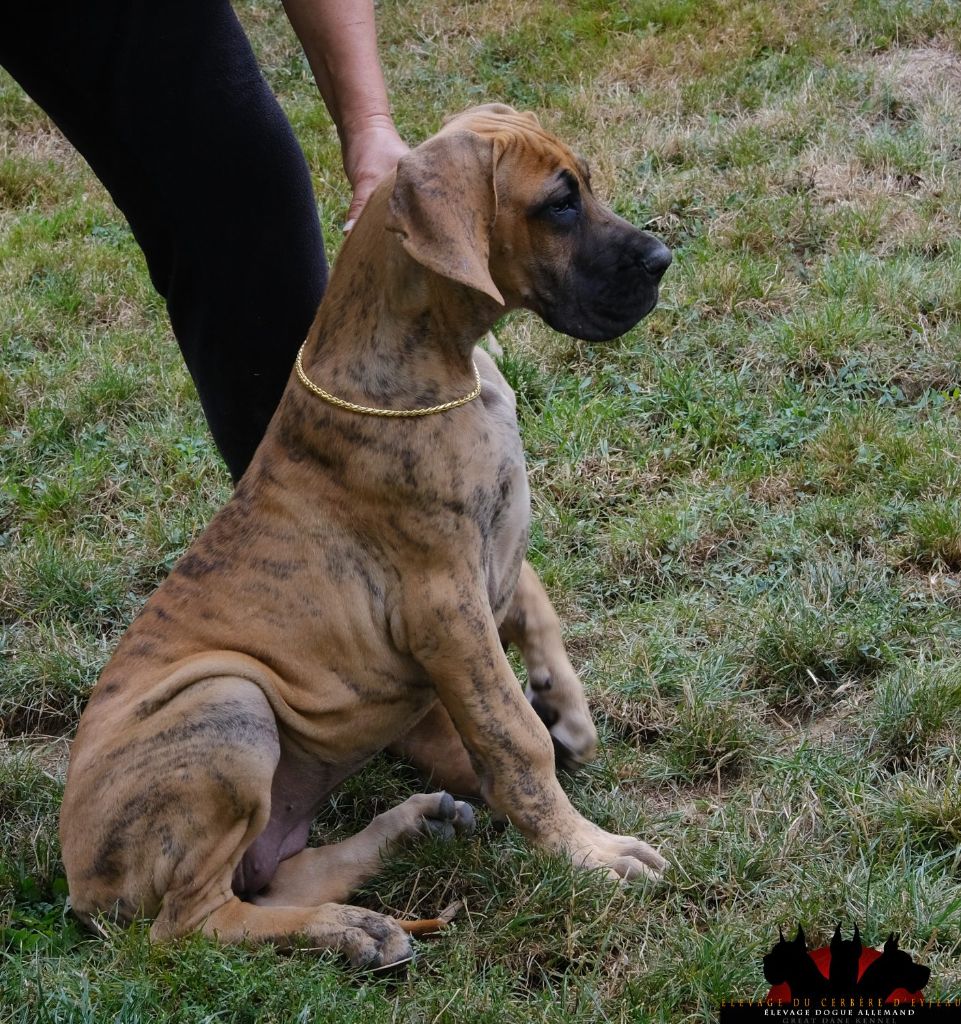 du Cerbere d'Eyjeaux - Chiots disponibles - Dogue allemand