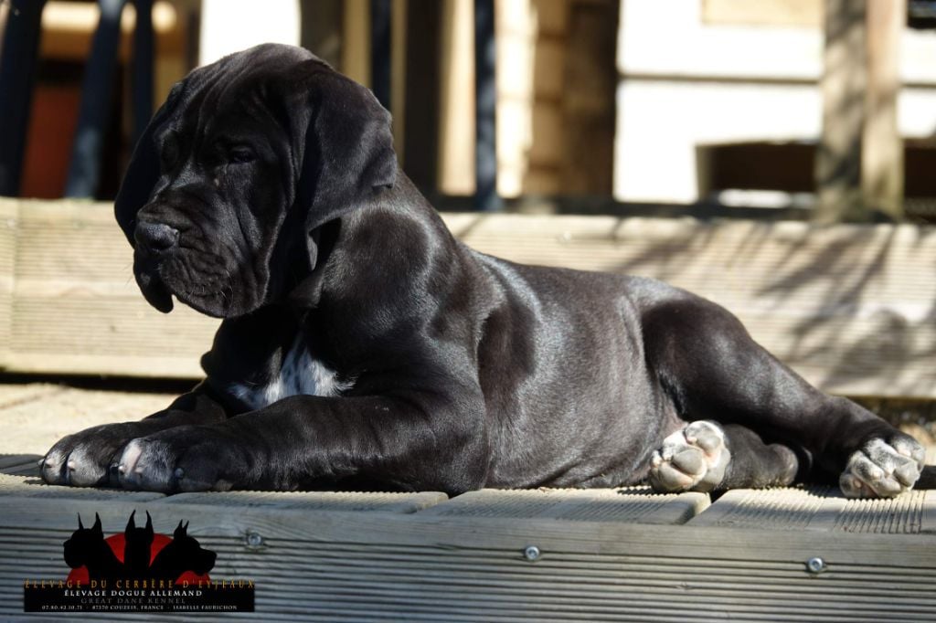 du Cerbere d'Eyjeaux - Chiots disponibles - Dogue allemand