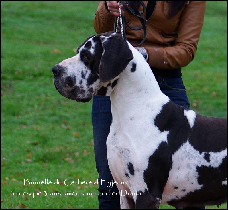 du Cerbere d'Eyjeaux - Dogue allemand - Portée née le 05/05/2009