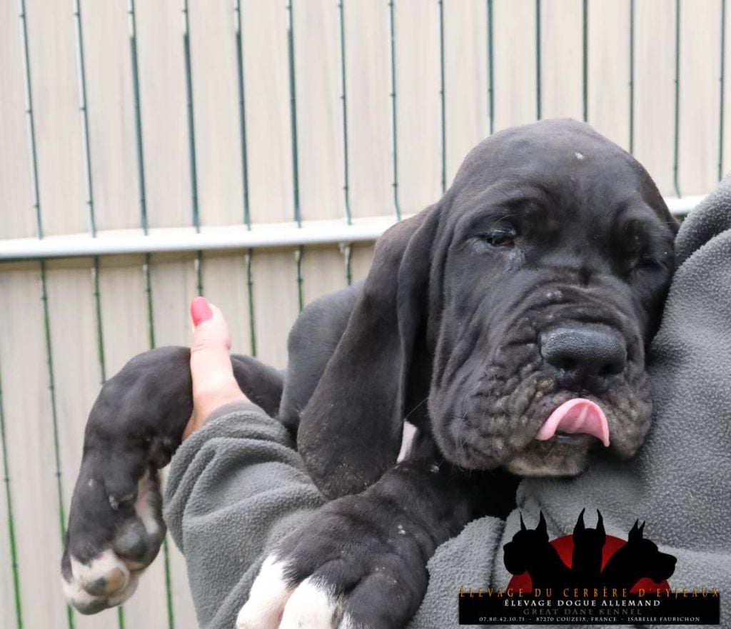 du Cerbere d'Eyjeaux - Chiots disponibles - Dogue allemand