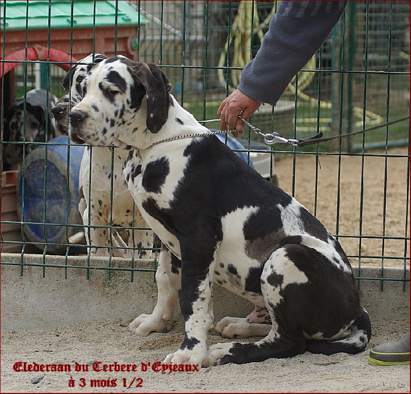 du Cerbere d'Eyjeaux - Dogue allemand - Portée née le 21/11/2009