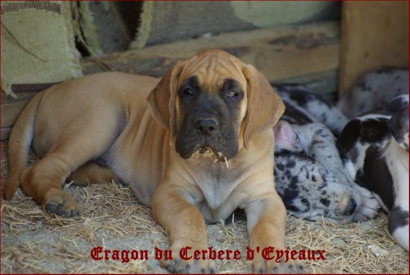 du Cerbere d'Eyjeaux - Dogue allemand - Portée née le 24/04/2009