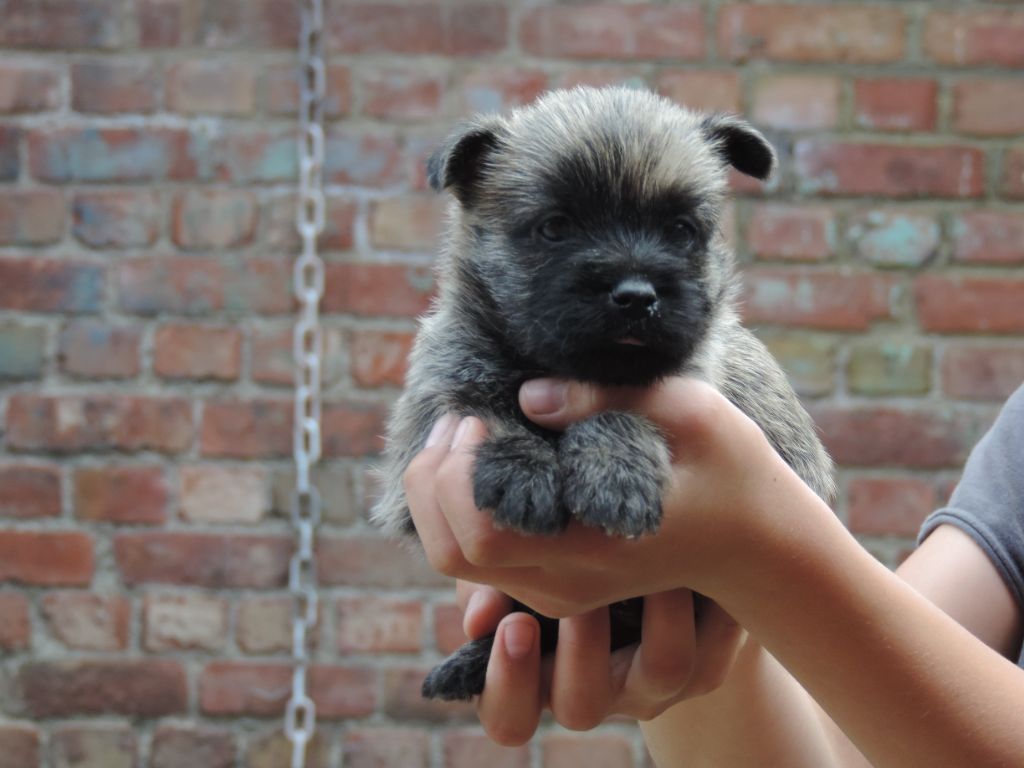 De l'écrin de la houblonnière - Cairn Terrier - Portée née le 22/07/2024