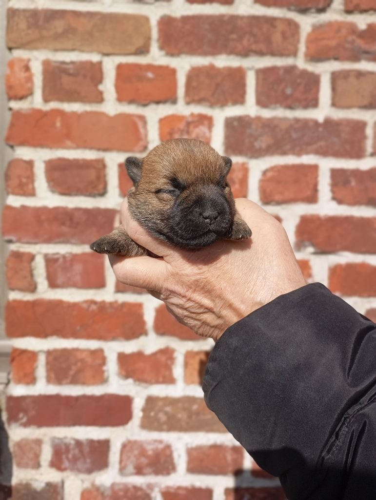 De l'écrin de la houblonnière - Chiots disponibles - Cairn Terrier