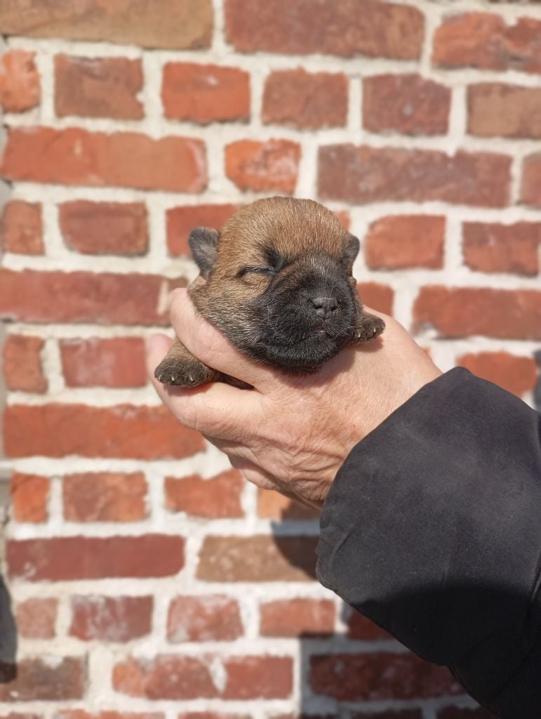 De l'écrin de la houblonnière - Chiots disponibles - Cairn Terrier