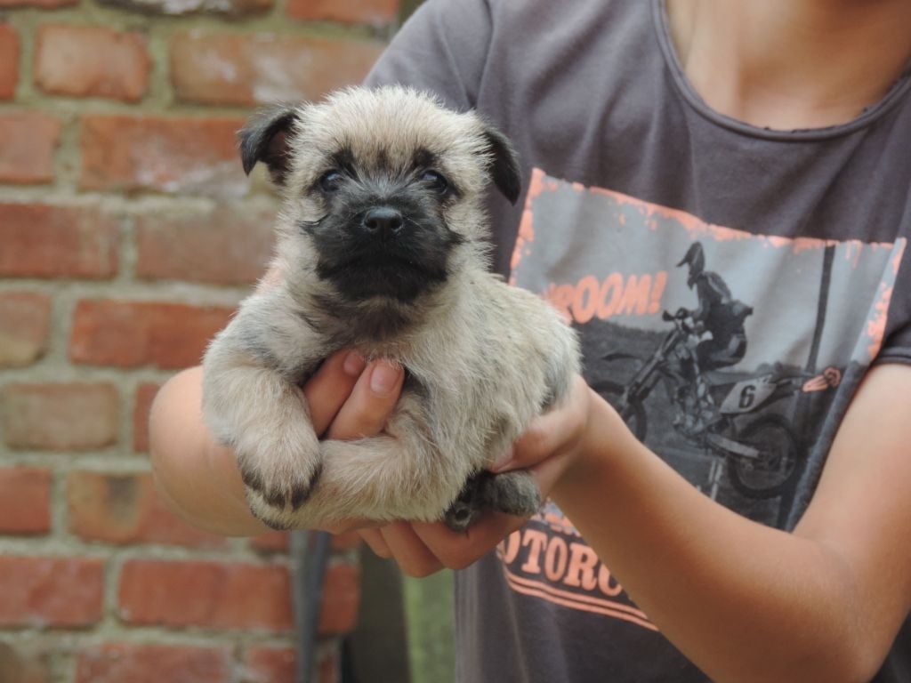 De l'écrin de la houblonnière - Cairn Terrier - Portée née le 13/07/2024