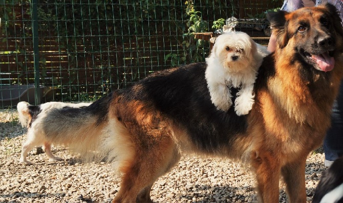 des cavaliers de cecvan - Mousse et sa copine