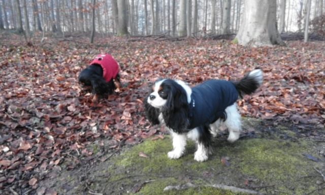 des cavaliers de cecvan - Lakota & Houston