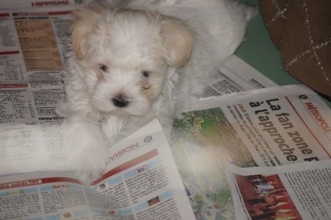 des cavaliers de cecvan - Milou