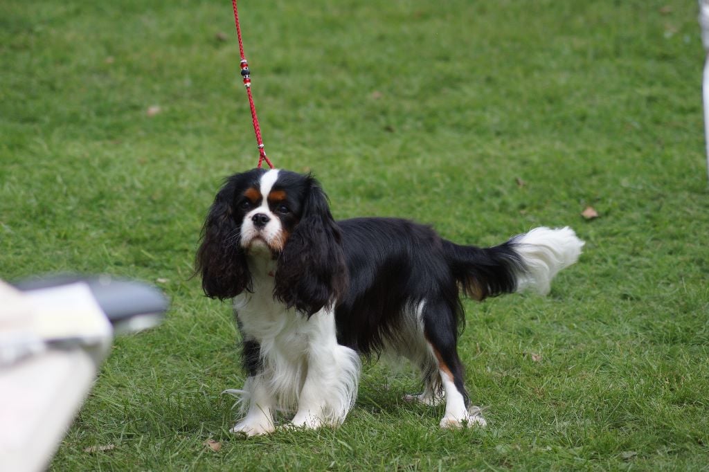 des cavaliers de cecvan - Mickey