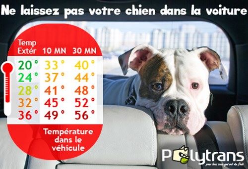 des cavaliers de cecvan - Ne laissez pas votre chien dans la voiture