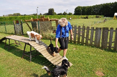 des cavaliers de cecvan - L'agility 