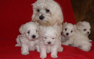 des cavaliers de cecvan - Nouvelles photos des bébés