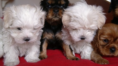 des cavaliers de cecvan - Méli Mélo de nos bb Maltais et Cavalier king Charles