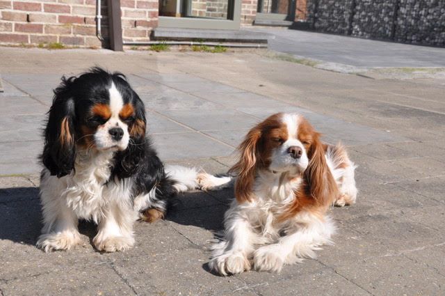 des cavaliers de cecvan - June et Sally