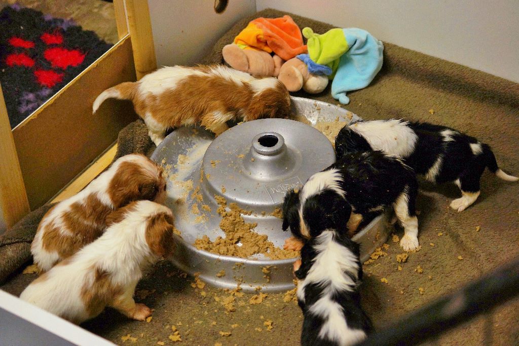 des cavaliers de cecvan - Premier repas des bébés de Hija & Mickey