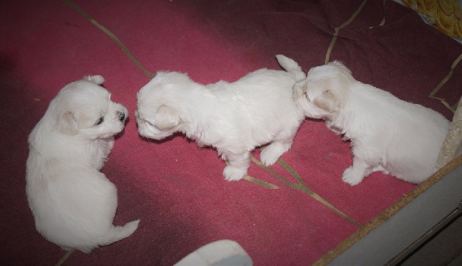 des cavaliers de cecvan - Nouvelles photos des bébés