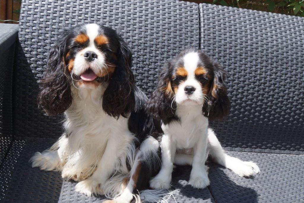 des cavaliers de cecvan - Nino et son papa Mickey