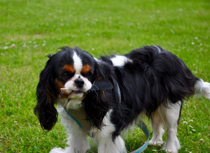 des cavaliers de cecvan - June qui adore les plumes