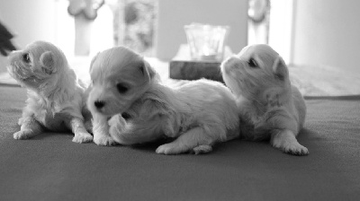 des cavaliers de cecvan - Nouvelles photos des bébés