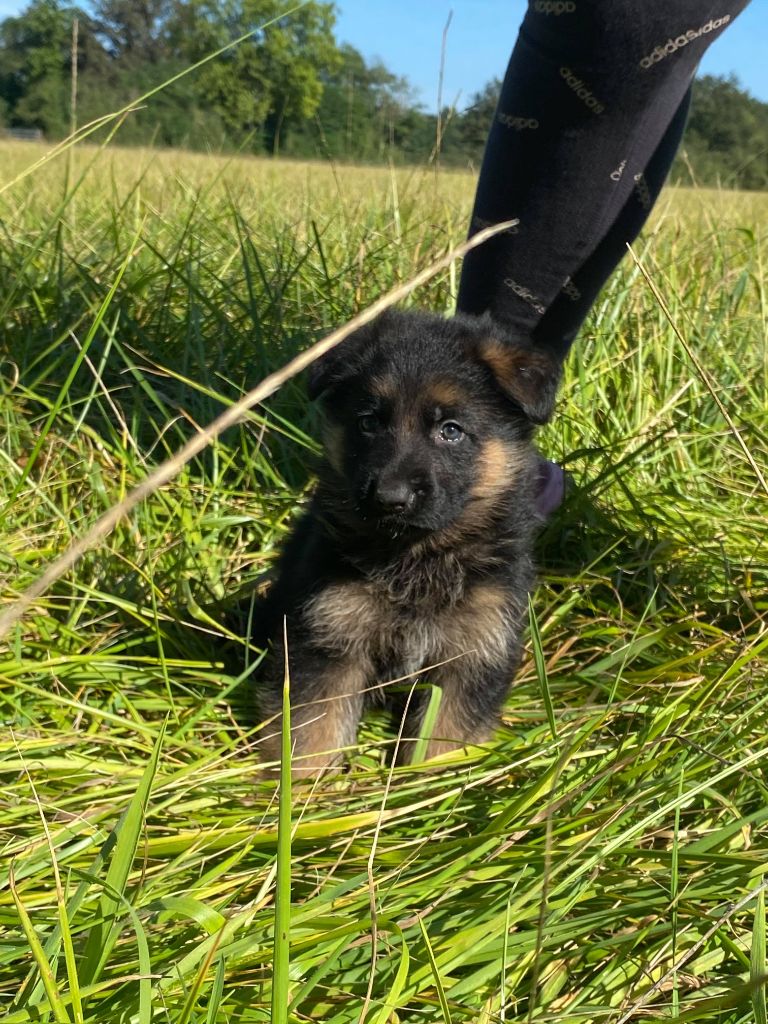 des bergers de dyto - Chiots disponibles - Berger Allemand