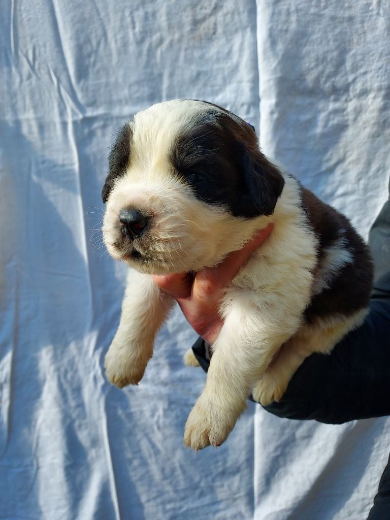 de la Boutinais - Chiots disponibles - Chien du Saint-Bernard