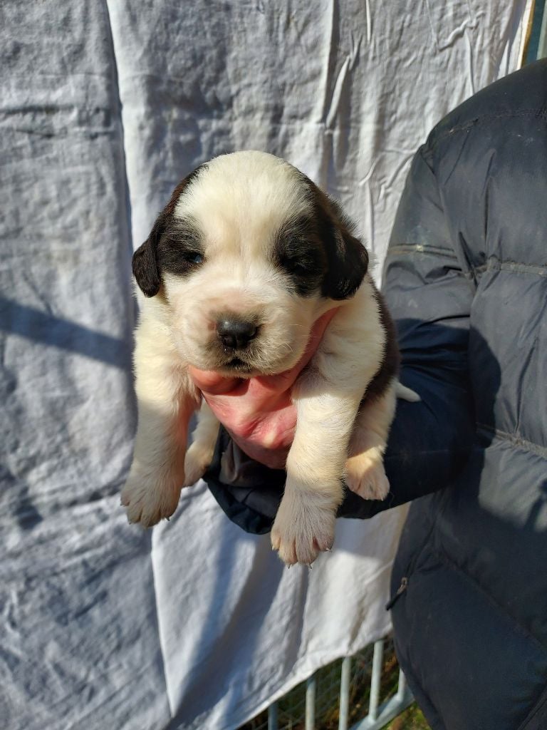 de la Boutinais - Chiots disponibles - Chien du Saint-Bernard