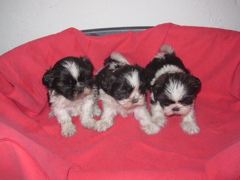 Du void de la bure - Shih Tzu - Portée née le 30/11/2014