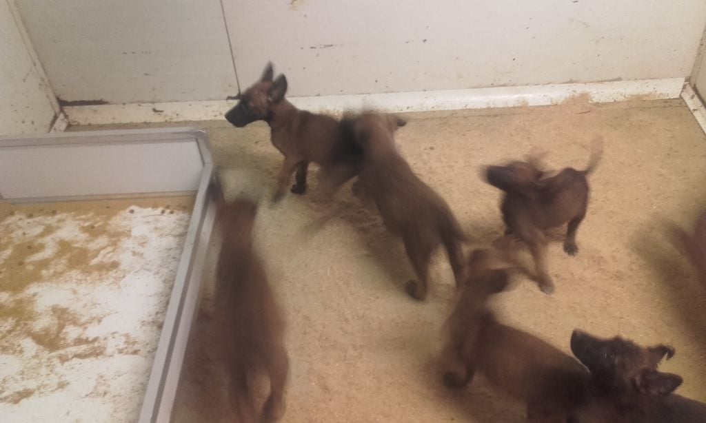 Du void de la bure - Chiots disponibles - Berger Belge