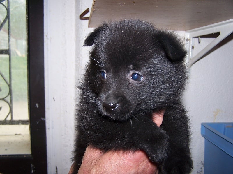 Du void de la bure - Chiots disponibles - Schipperke