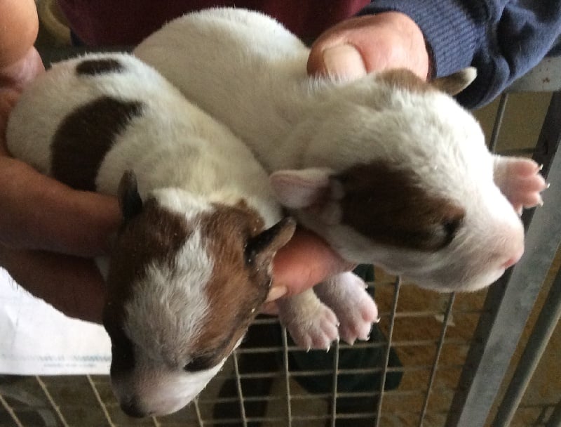 Du void de la bure - Chiots disponibles - Jack Russell Terrier