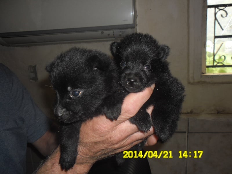 Du void de la bure - Chiots disponibles - Schipperke