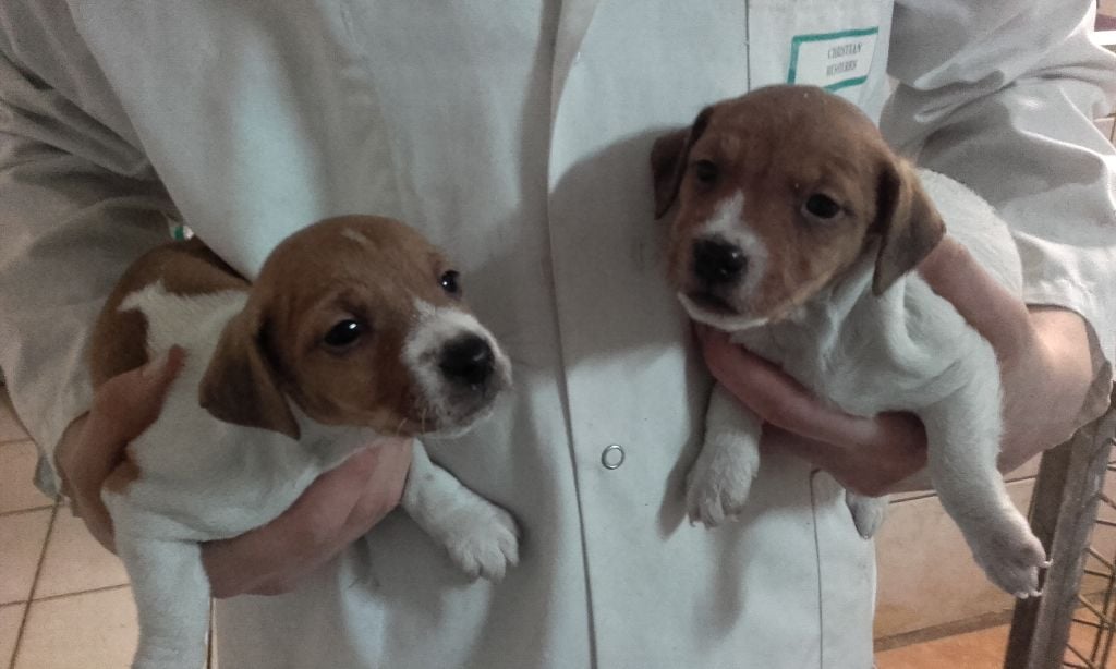 Du void de la bure - Chiots disponibles - Jack Russell Terrier