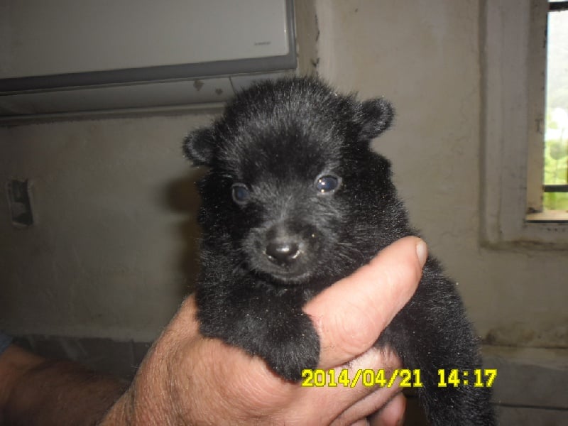 Du void de la bure - Chiots disponibles - Schipperke