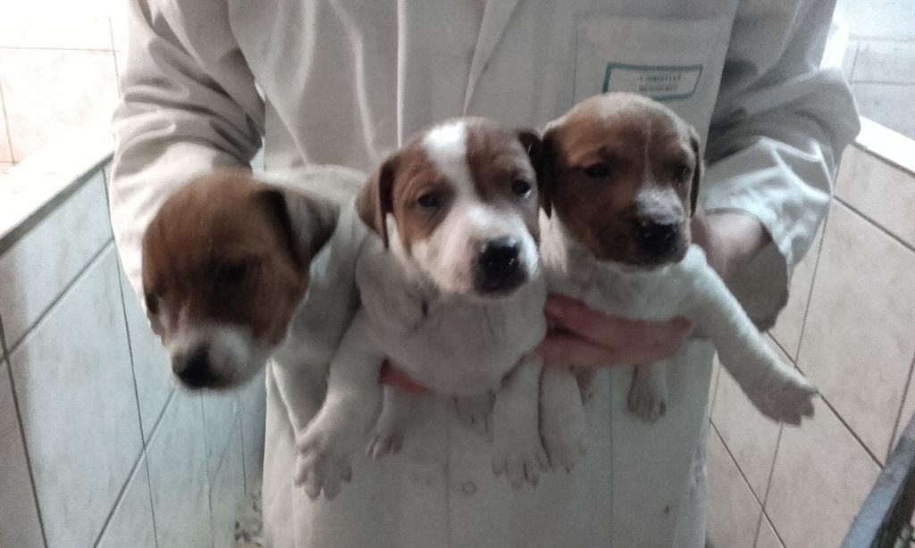 Du void de la bure - Chiots disponibles - Jack Russell Terrier