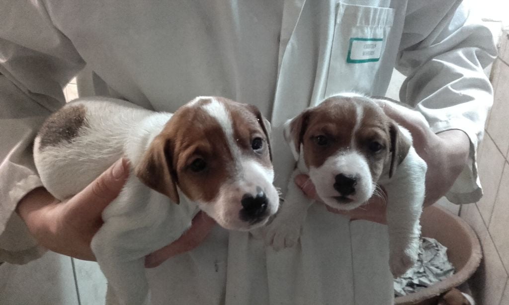 Du void de la bure - Chiots disponibles - Jack Russell Terrier