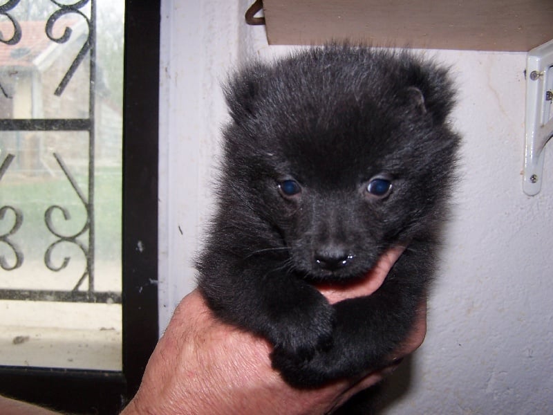 Du void de la bure - Chiots disponibles - Schipperke