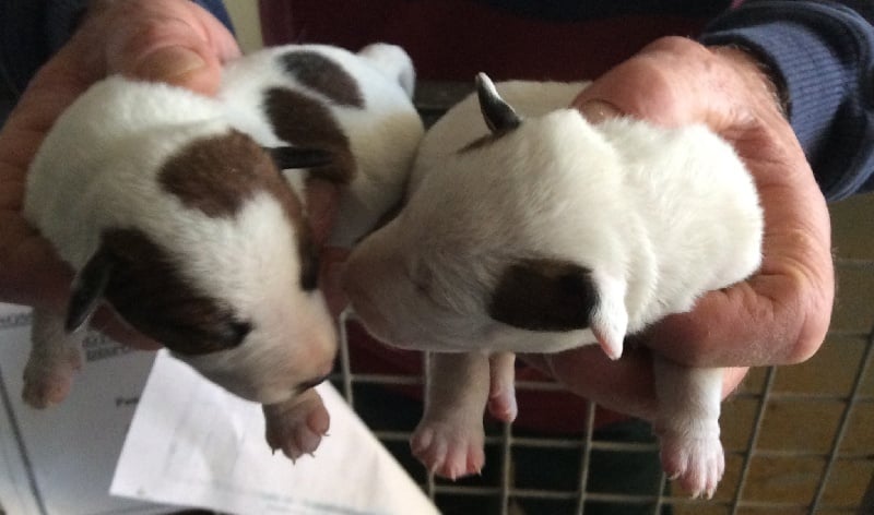 Du void de la bure - Chiots disponibles - Jack Russell Terrier