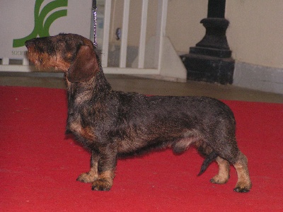 Des Trolls de Nerthus - Les Trolls au Paris Dog Show le 11 janvier 2009...