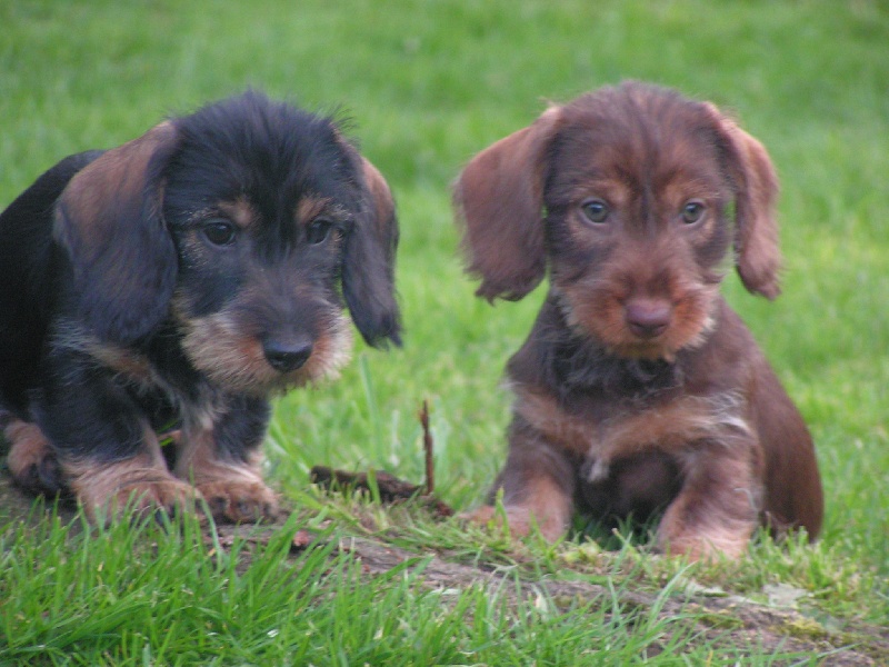 Chiot Teckel poil dur Des Trolls de Nerthus