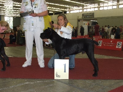 Rothorm Jy Dream - Euro Dog Show Croacia: Zephyr arrive le premier