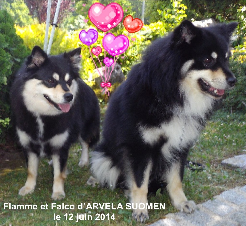 Arvela Suomen - Chien finnois de Laponie - Portée née le 08/08/2014