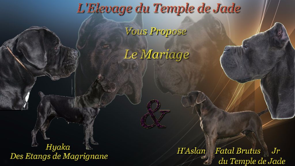 du temple de jade - Naissance ...