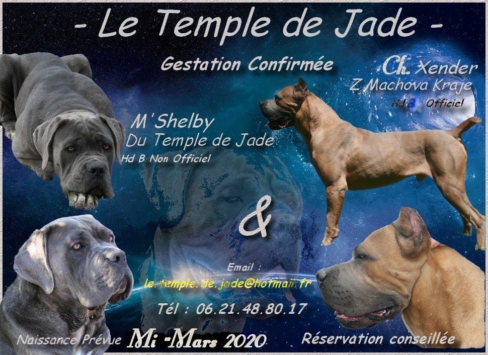 du temple de jade - Gestation Confirmée ...