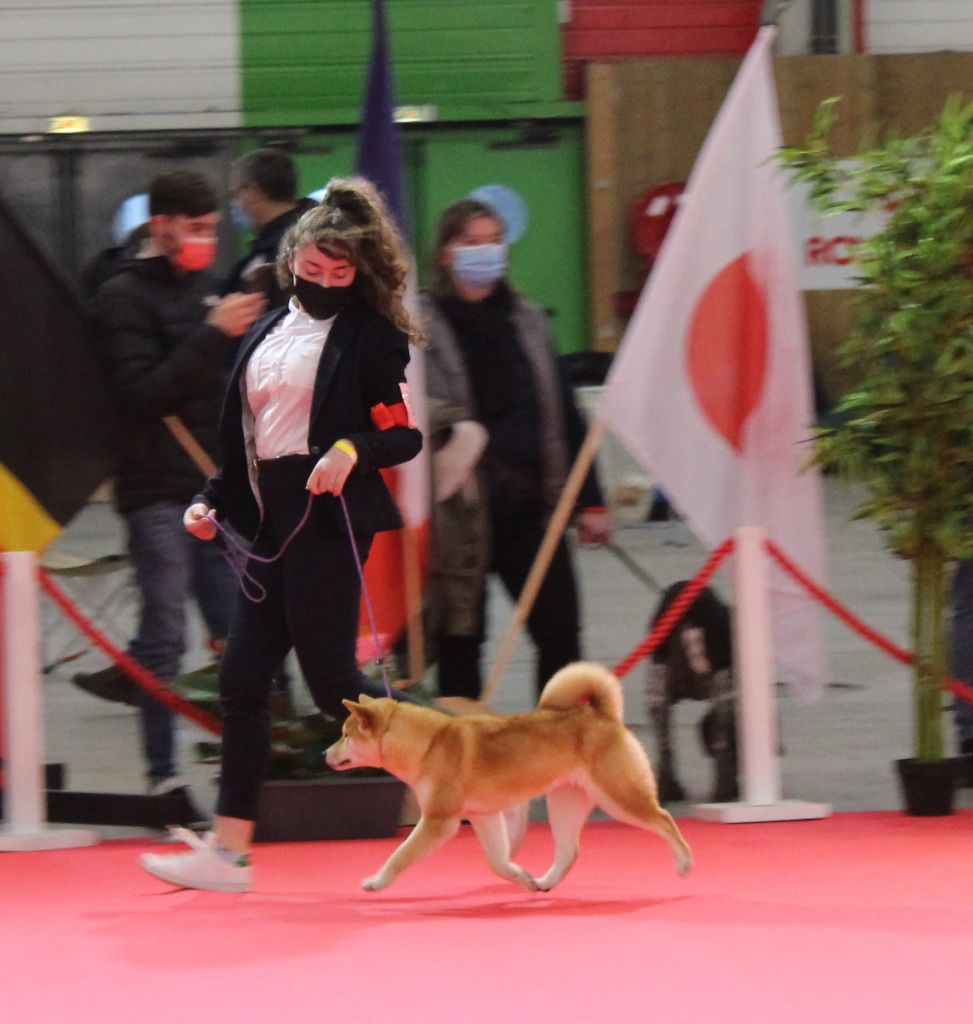 Résultats du Paris Dog Show 2022...