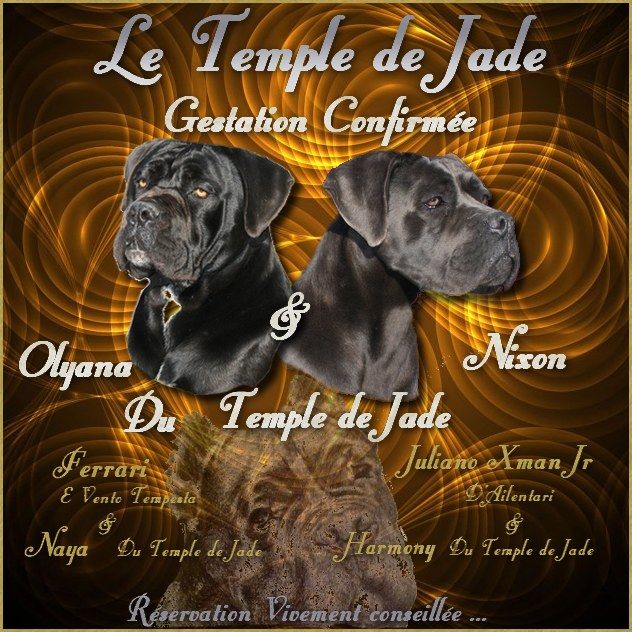 du temple de jade - Gestation Confirmée ...