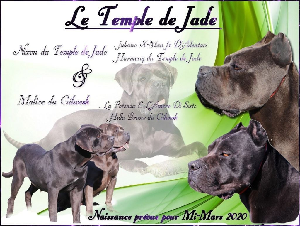 du temple de jade - Gestation Confirmée ...