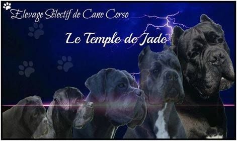 du temple de jade - News ...