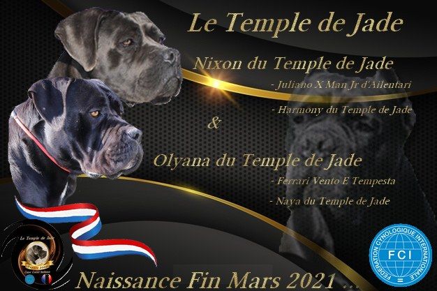 du temple de jade - Gestation Confirmée ...